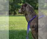 Small #8 Doberman Pinscher-Great Dane Mix