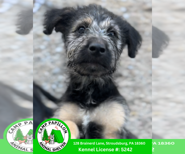 Medium Photo #1 German Shepherd Dog-Poodle (Miniature) Mix Puppy For Sale in Stroudsburg, PA, USA