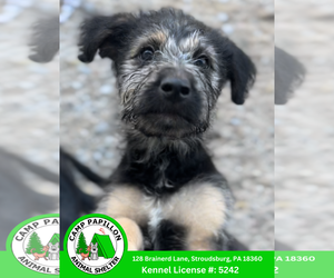 German Shepherd Dog-Poodle (Miniature) Mix Dogs for adoption in Stroudsburg, PA, USA