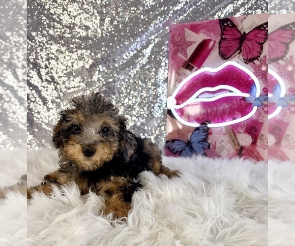 Medium Photo #3 Bernedoodle (Miniature) (+ Poodle Miniature) Puppy For Sale in INDIANAPOLIS, IN, USA