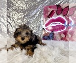Ally Mae - Male Bernedoodle (Miniature) (+ Poodle Miniature) Puppy for Sale - Photo #3