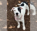 Small #12 American Staffordshire Terrier-Labrador Retriever Mix