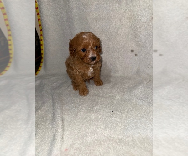 Medium Photo #27 Cavapoo (Miniature) Puppy For Sale in MUNFORDVILLE, KY, USA