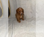 Small Photo #27 Cavapoo (Miniature) Puppy For Sale in MUNFORDVILLE, KY, USA
