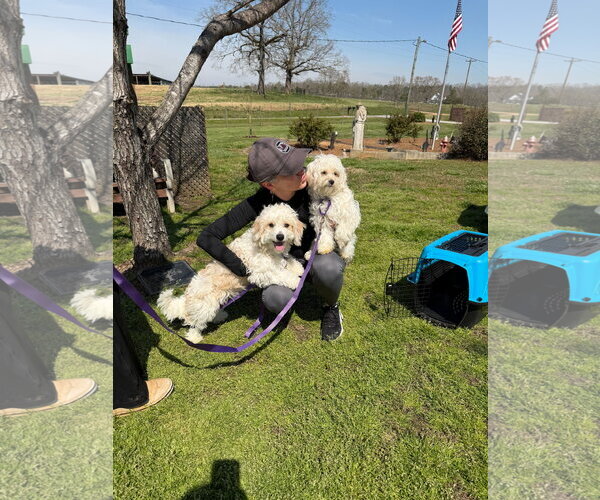 Medium Photo #7 Shih-Poo Puppy For Sale in Pacolet, SC, USA