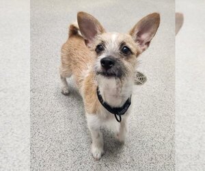 Cairn Terrier Dogs for adoption in Tracy, CA, USA