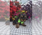Small #2 Yorkshire Terrier