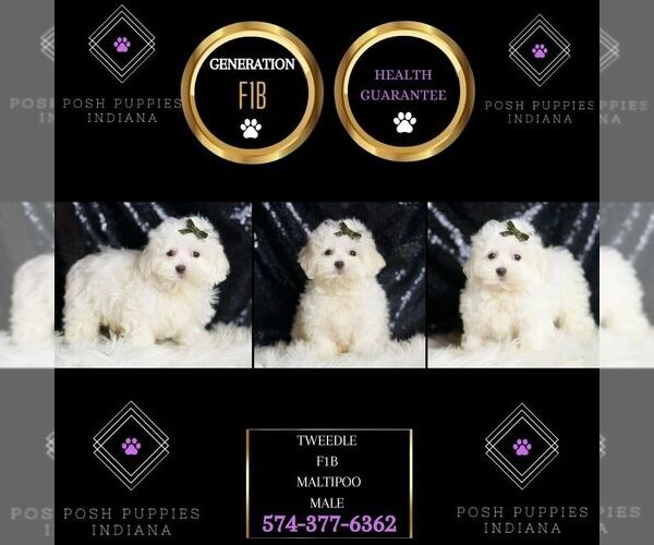 Medium Photo #6 Maltipoo Puppy For Sale in WARSAW, IN, USA