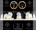 Small #5 Maltipoo
