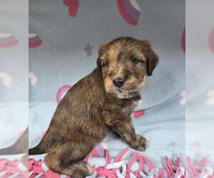 Irish Terrier-Unknown Mix Dogs for adoption in HESPERIA, CA, USA