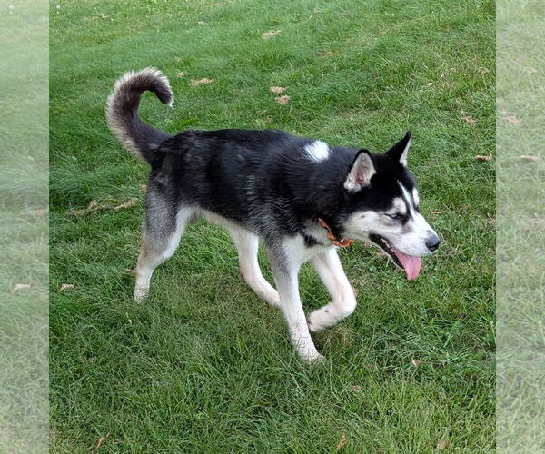Medium Photo #8 Huskies -Unknown Mix Puppy For Sale in Brooklyn Center, MN, USA