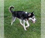 Small #7 Huskies  Mix