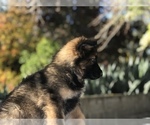 Small Photo #1 German Shepherd Dog Puppy For Sale in VACAVILLE, CA, USA