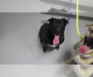 Labrador Retriever-Unknown Mix Dogs for adoption in Augusta, GA, USA