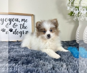 Pomeranian Puppy for sale in GREENFIELD, IN, USA