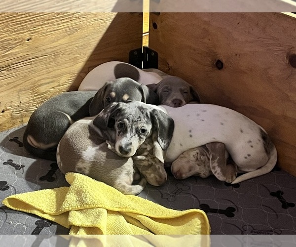 Medium Photo #114 Dachshund Puppy For Sale in LAKEBAY, WA, USA