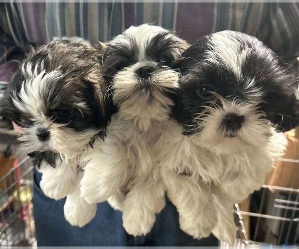 Medium Photo #3 Shih Tzu Puppy For Sale in CANONSBURG, PA, USA