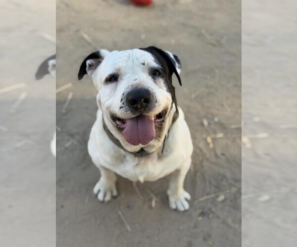 Medium Photo #1 Mutt Puppy For Sale in Santa Maria, CA, USA