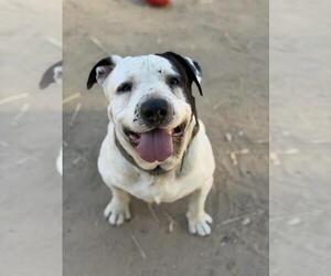Mutt Dogs for adoption in Santa Maria, CA, USA