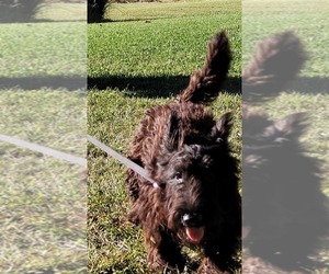 Scottish Terrier Puppy for Sale in NEOSHO, Missouri USA