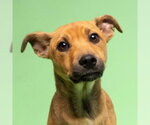 Small German Shepherd Dog Mix