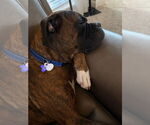 Small #2 Boxer