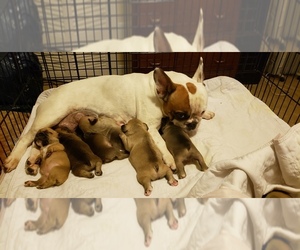French Bulldog Puppy for sale in CAPE CORAL, FL, USA