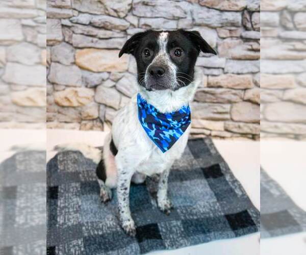 Medium Photo #2 Borador Puppy For Sale in Kennesaw, GA, USA