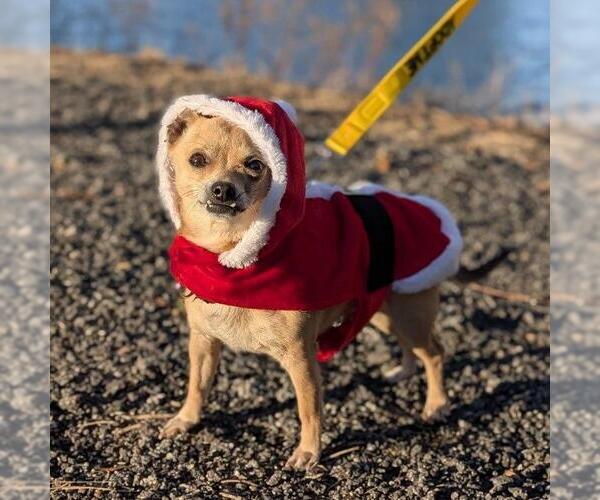 Medium Photo #4 Chihuahua Puppy For Sale in Brewster, NY, USA