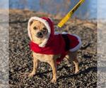Small #3 Chihuahua