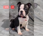 Small Photo #15 Boston Terrier Puppy For Sale in POMEROY, OH, USA