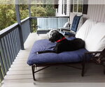 Small #1 Great Dane