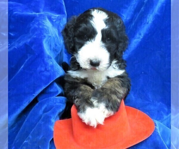 Medium Photo #1 Sheepadoodle Puppy For Sale in GROVESPRING, MO, USA