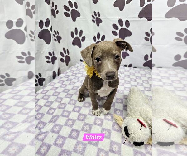 Medium Photo #1 Rat Terrier-Unknown Mix Puppy For Sale in Metairie, LA, USA