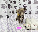 Small Rat Terrier Mix