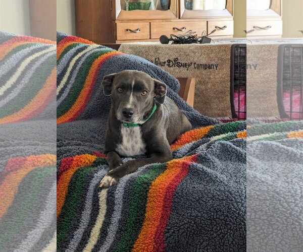 Medium Photo #3 American Pit Bull Terrier-Labrador Retriever Mix Puppy For Sale in Fenton, MO, USA