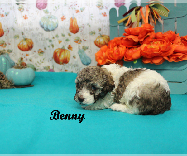 Medium Photo #15 Poodle (Toy) Puppy For Sale in CHANUTE, KS, USA