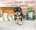Small #5 Schnauzer (Miniature)
