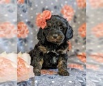 Small Photo #7 Cocker Spaniel-Poodle (Miniature) Mix Puppy For Sale in NOTTINGHAM, PA, USA