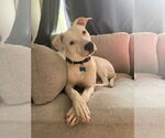 Small #3 American Pit Bull Terrier Mix