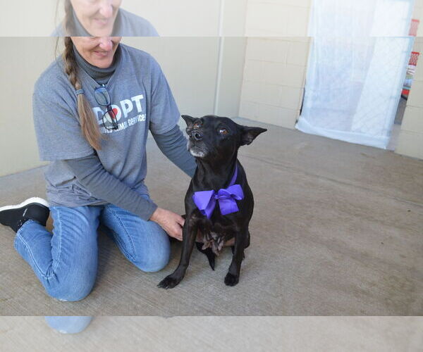 Medium Photo #3 Mutt Puppy For Sale in McKinney, TX, USA