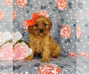 Cavapoo Puppy for sale in CHRISTIANA, PA, USA