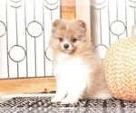 Small #2 Pomeranian
