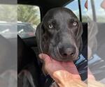 Small Weimaraner Mix