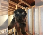 Small Photo #16 German Shepherd Dog Puppy For Sale in GRAHAM, MO, USA