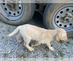 Small Photo #9 Labrador Retriever Puppy For Sale in LAWRENCEBURG, TN, USA