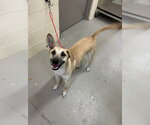 Small Mutt