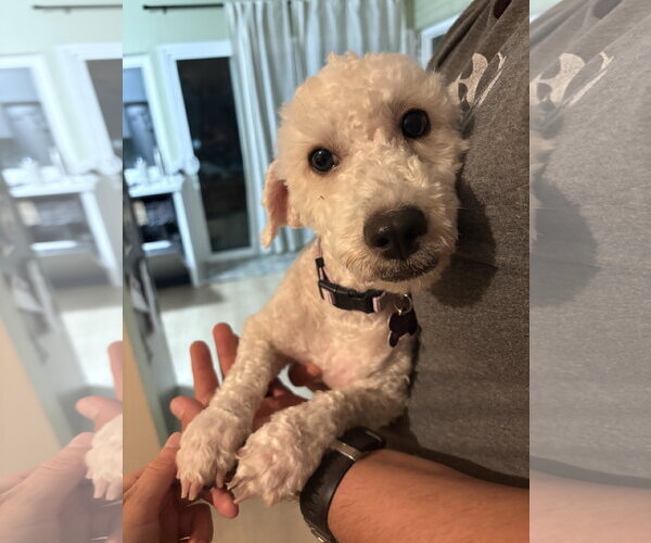 Medium Photo #4 Poodle (Miniature)-Unknown Mix Puppy For Sale in Corona, CA, USA