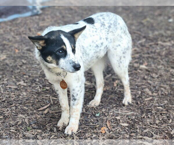 Medium Photo #2 Mutt Puppy For Sale in Paso Robles, CA, USA