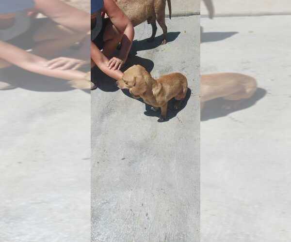 Medium Photo #1 Dachshund-Unknown Mix Puppy For Sale in Calgary, Alberta, Canada